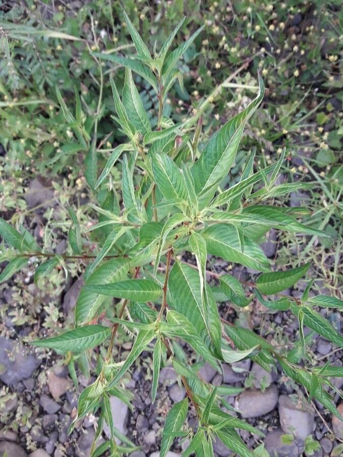Ludwigia 10