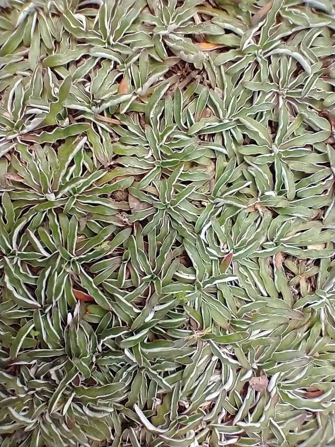Dymondia 6
