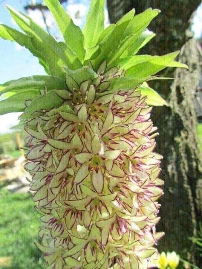 Eucomis 10