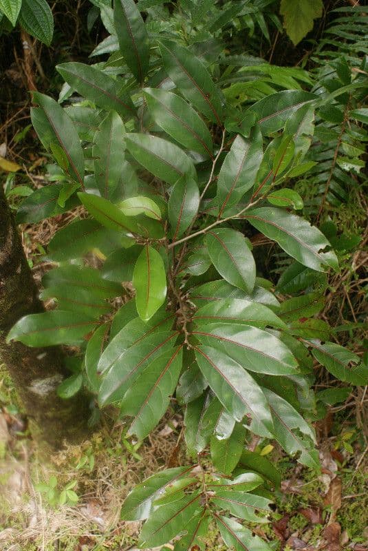 Casearia 7
