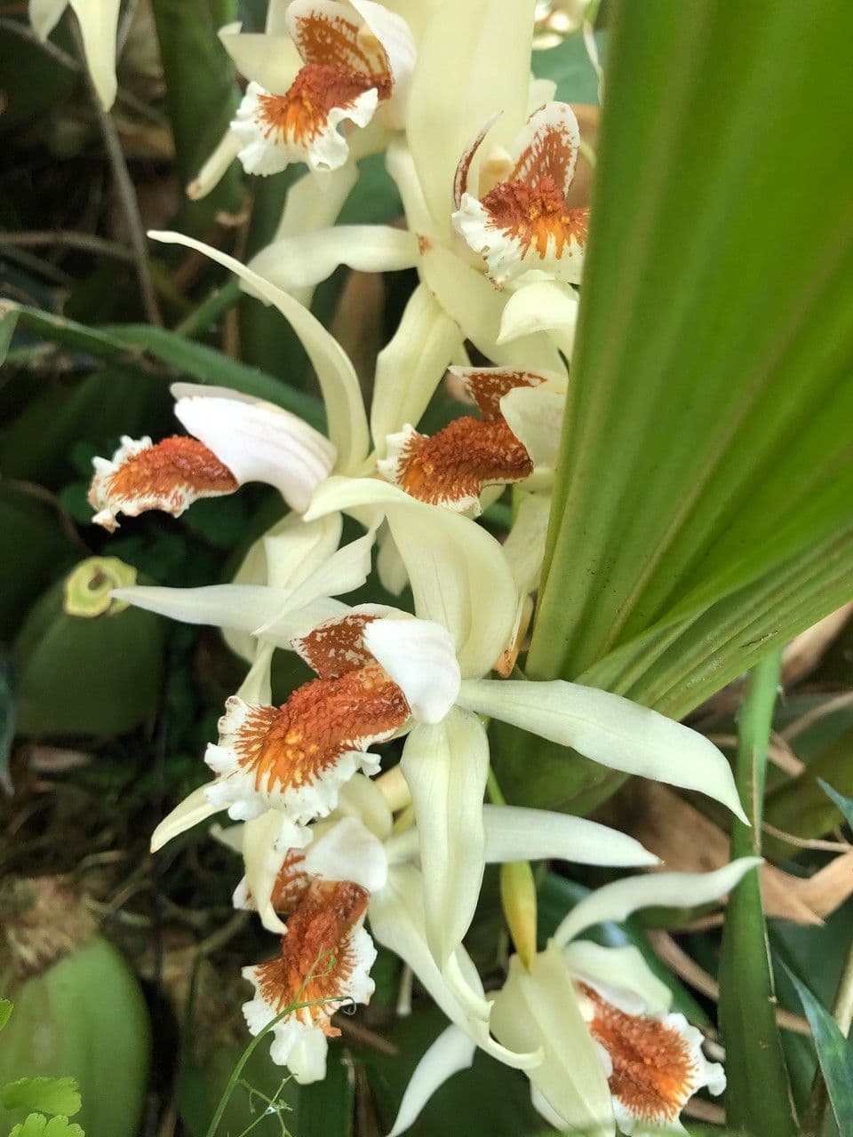 Coelogyne