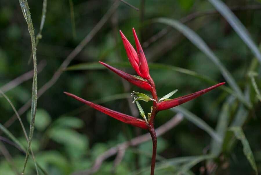 Heliconia 7