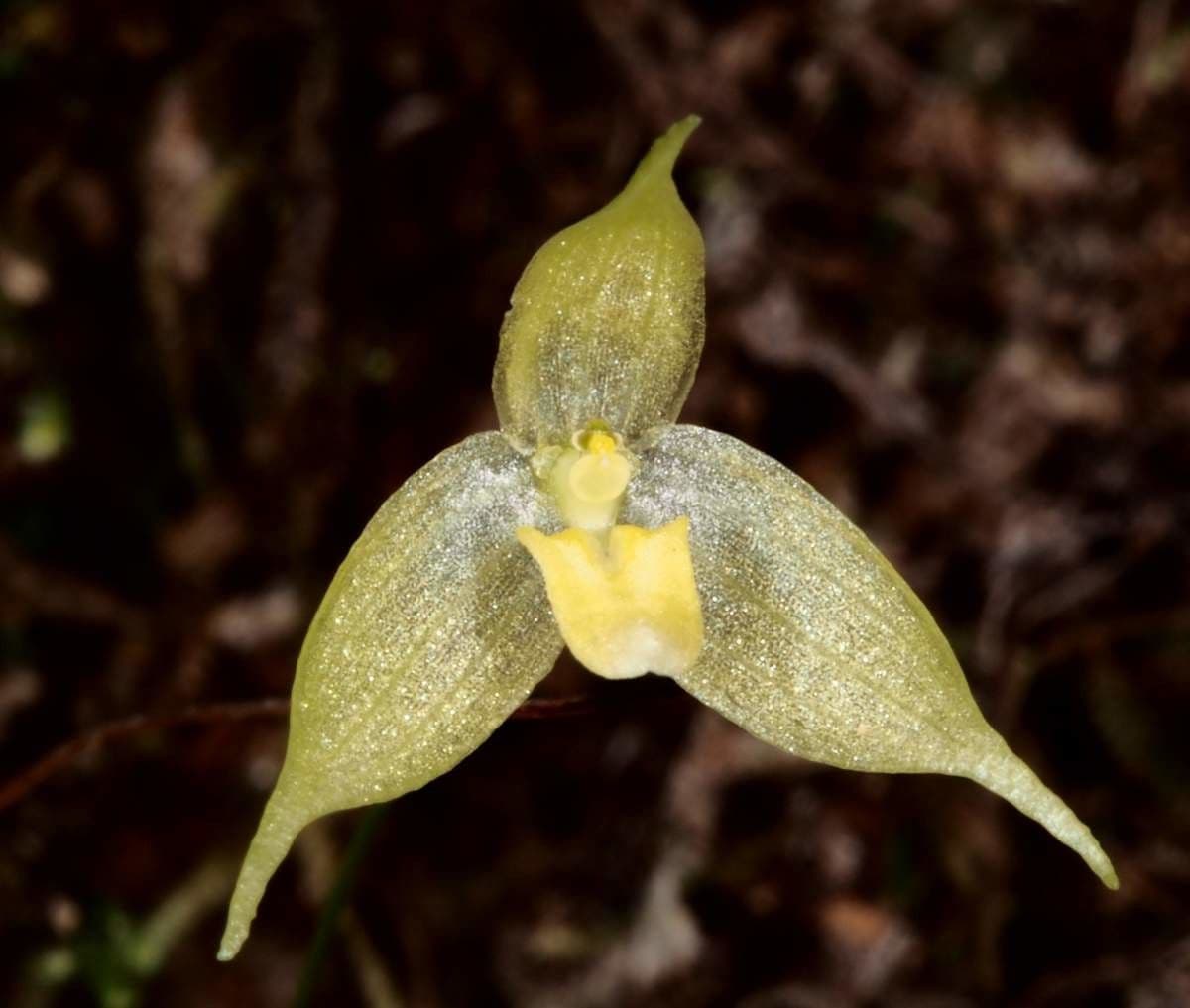 Bulbophyllum 5