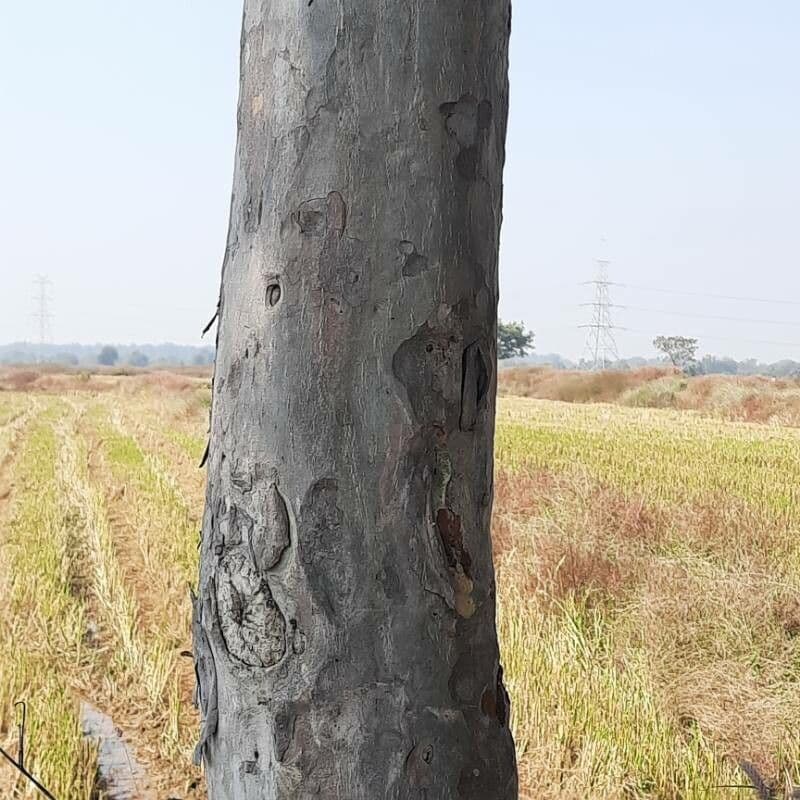 Terminalia arjuna 21