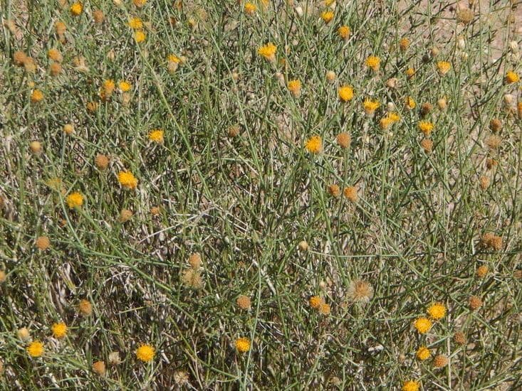 Bebbia juncea 13