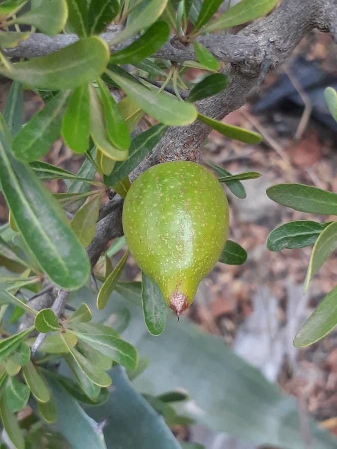 Argan 5
