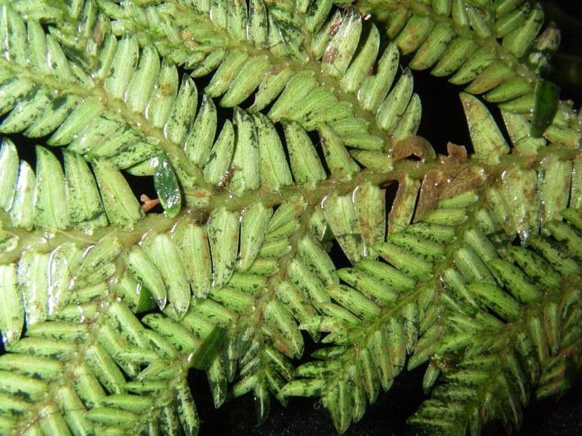 Selaginella oaxacana 3