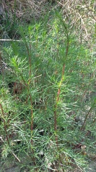 Field sagewort 16