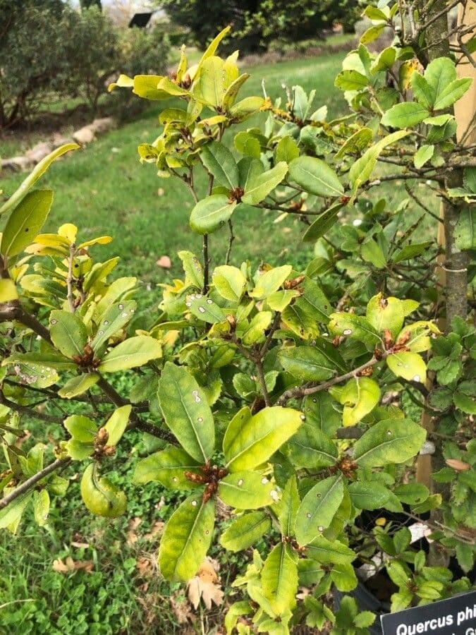 Quercia 4