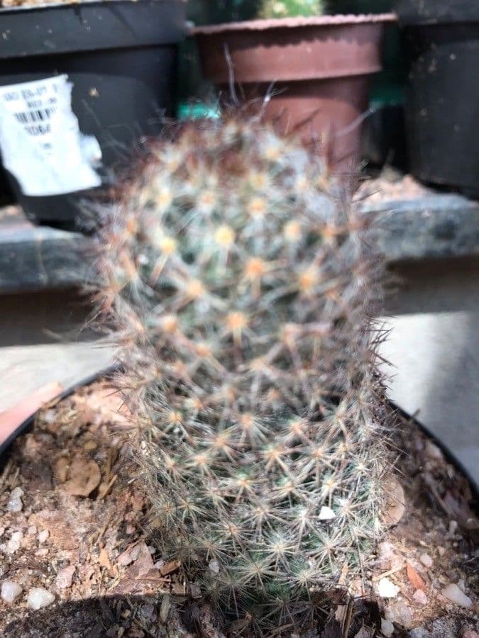 Cactus proliferante 17