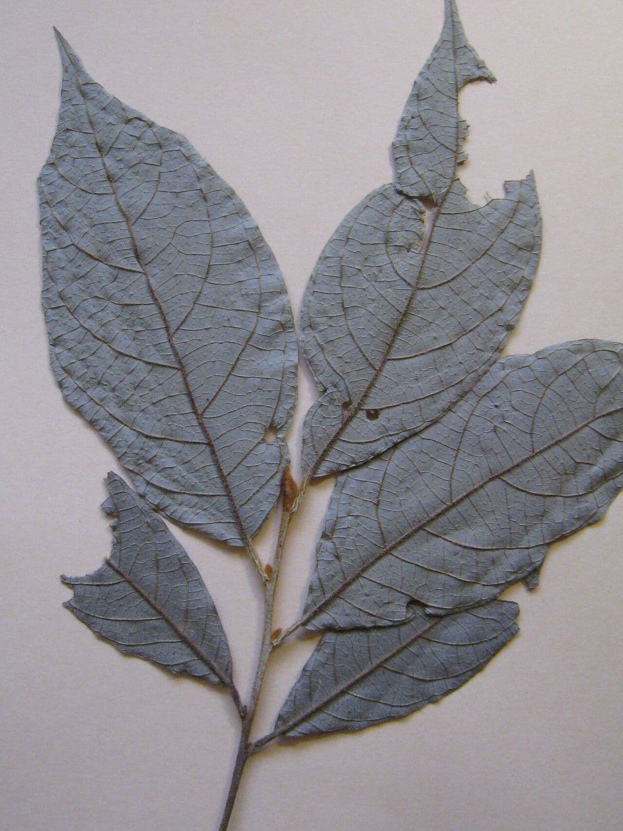 Styrax