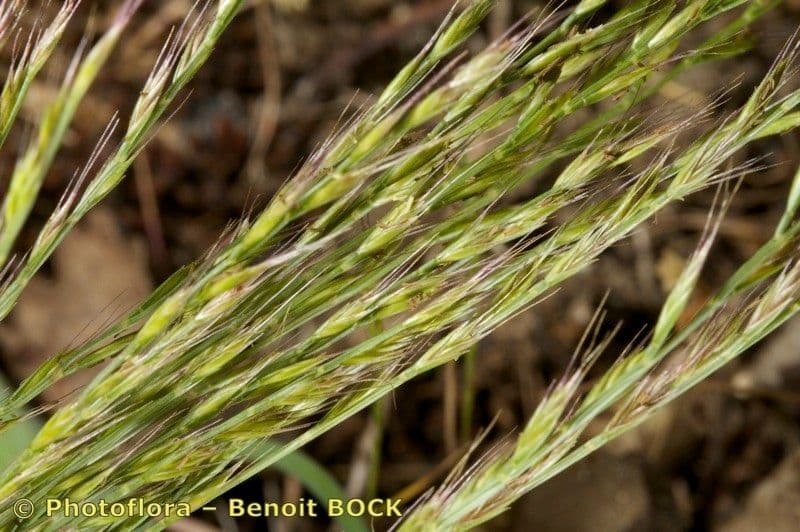 Vlasovka jednostranná 15