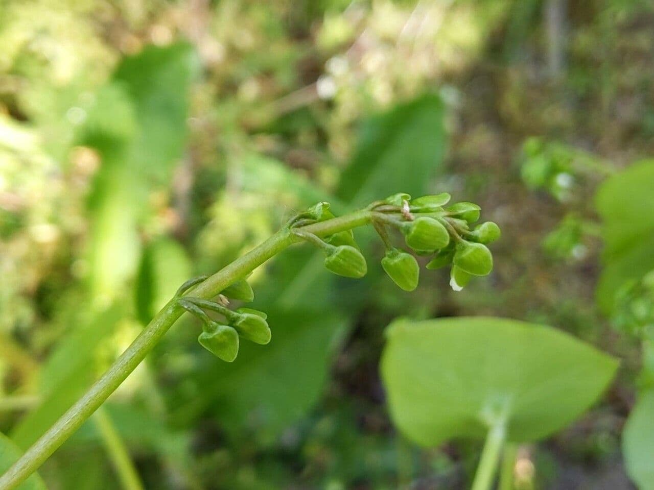 Gewöhnliches Tellerkraut 30
