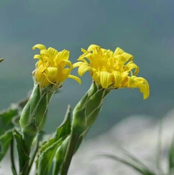 Scorzonera austriaca 8