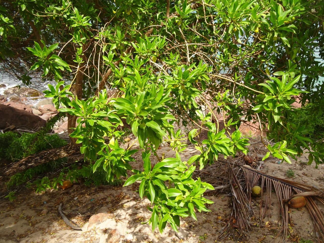 Bontia 12
