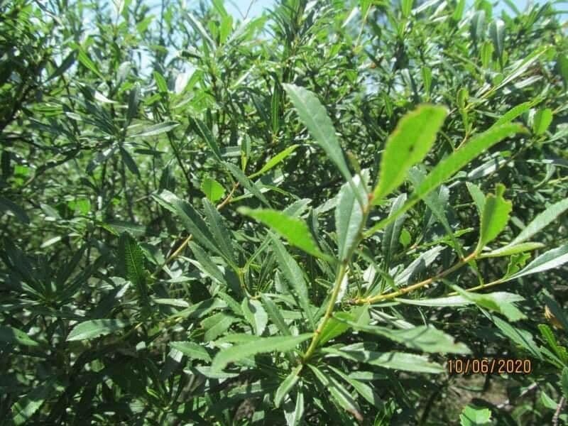 Kageneckia lanceolata 2