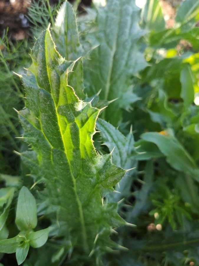 Weißgefleckte Distel 20
