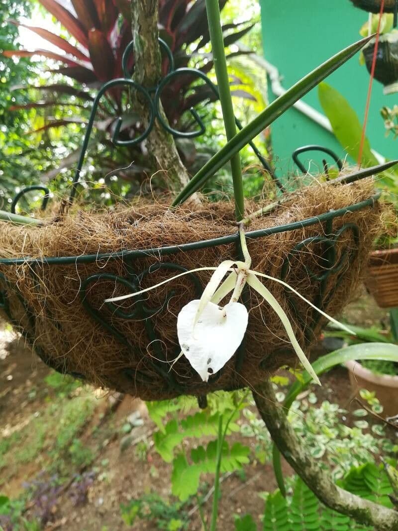 Brassavola 11