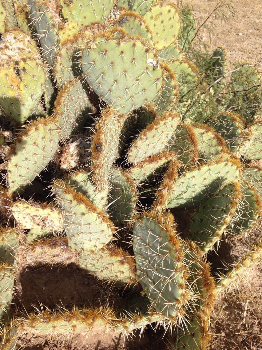 Chenille prickly-pear 13