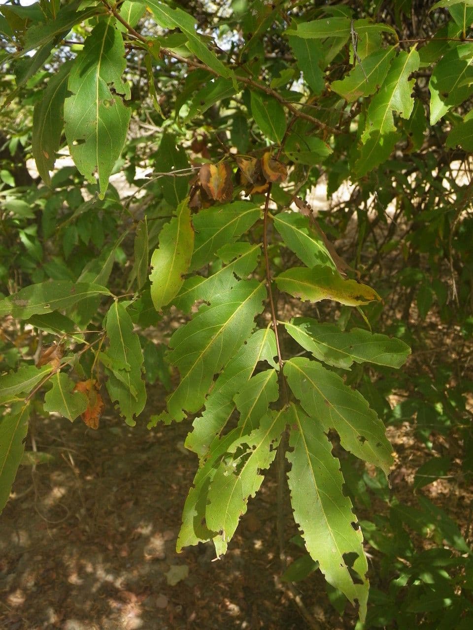 Combretum nigricans 5