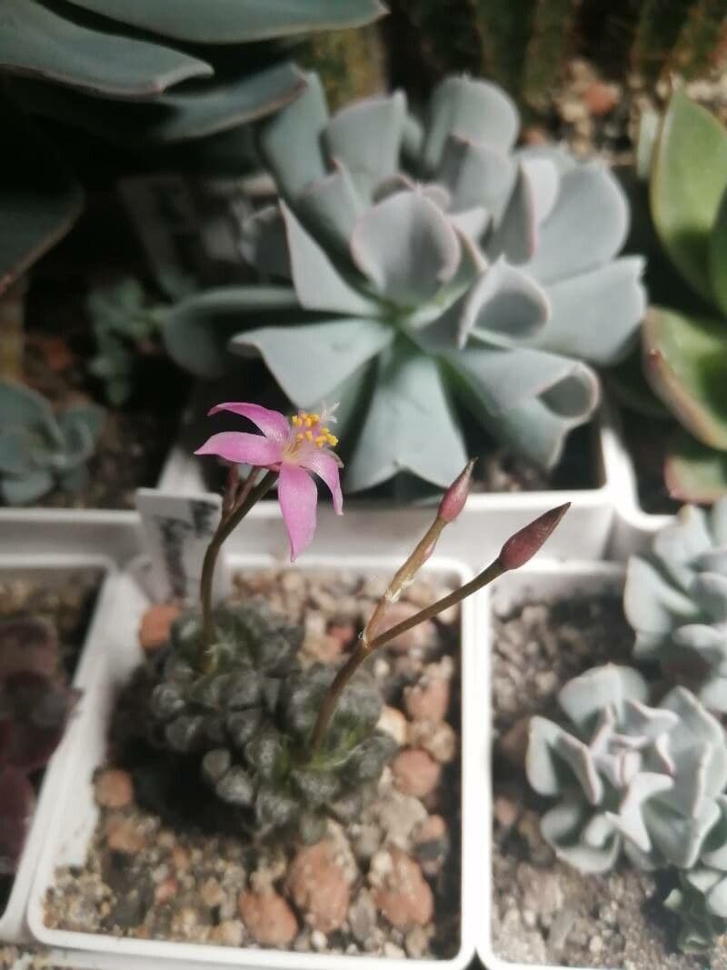 Anacampseros 3