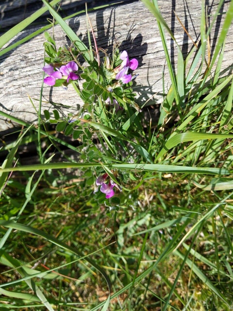 Vesce commune 11