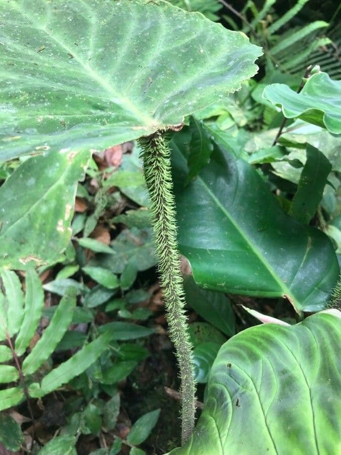 Warziger Philodendron 13