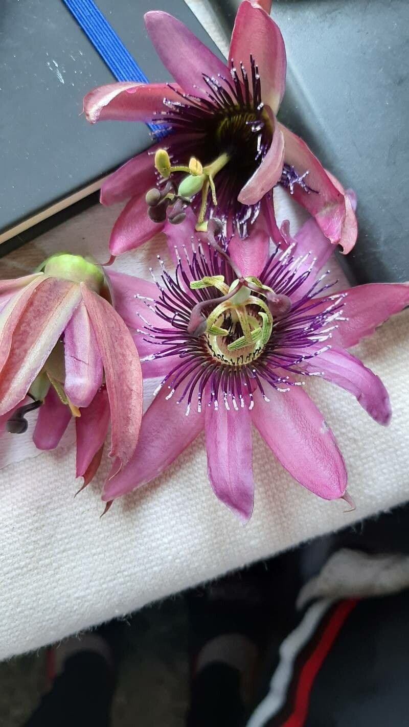 Passiflora ametista 6