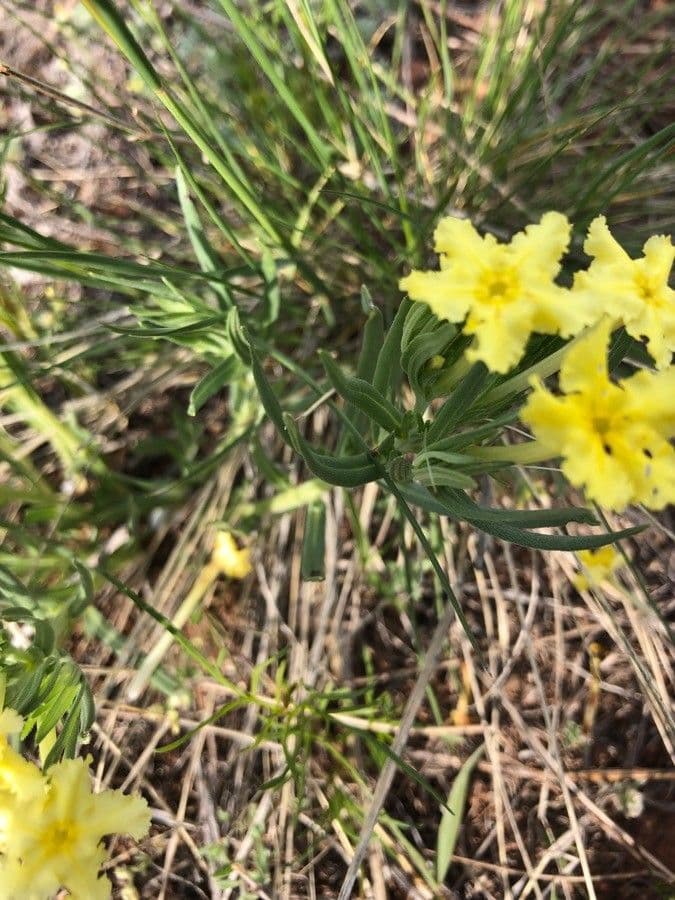 Lithospermum incisum 13