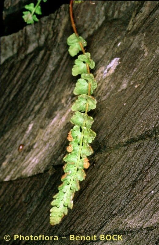 Pazoubek alpský 19