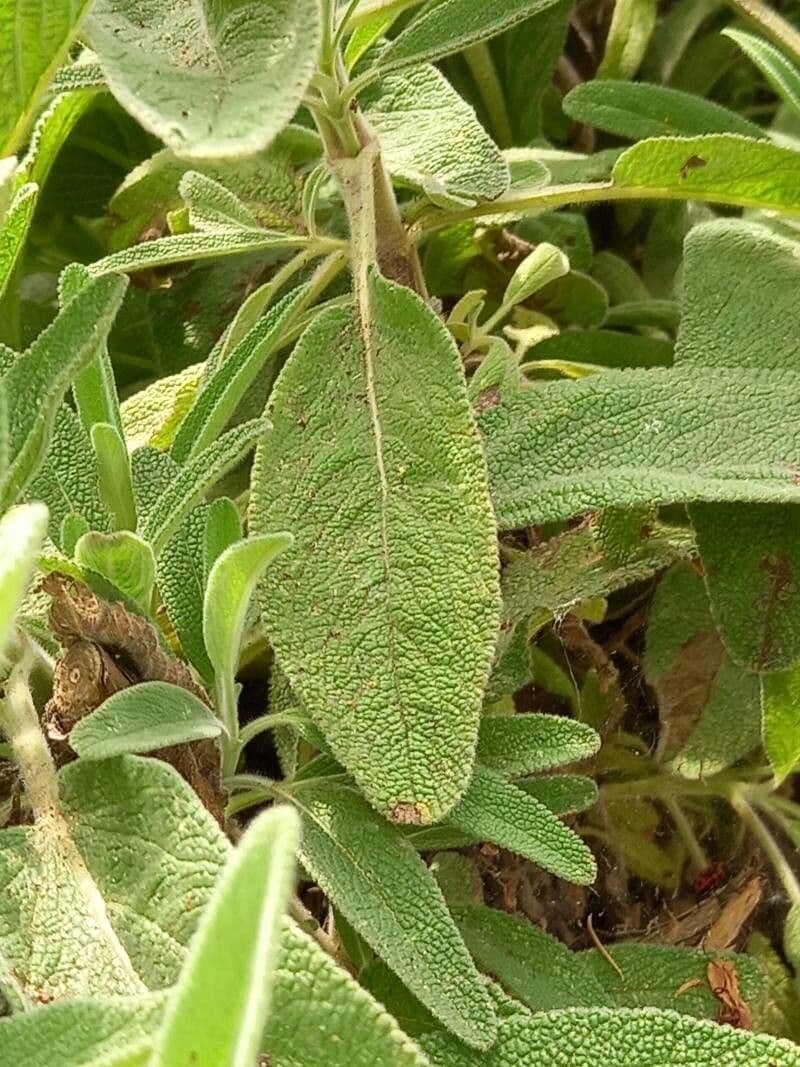 Salvia candelabro 8