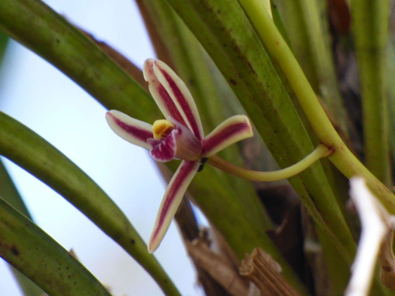 Cymbidium aloelistne 4