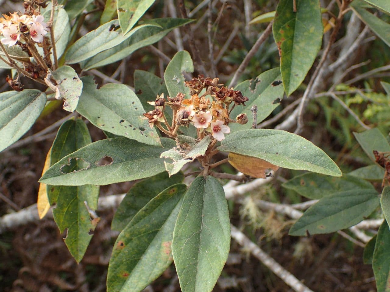 Dombeya 27