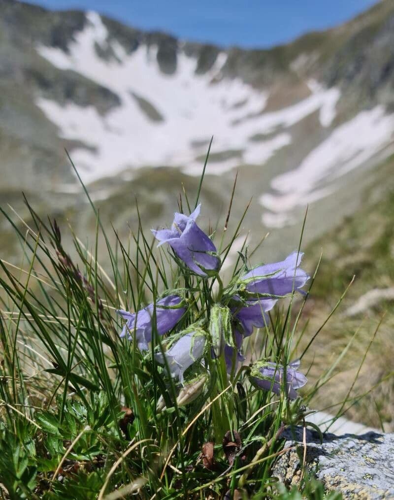Campanula delle Alpi 4