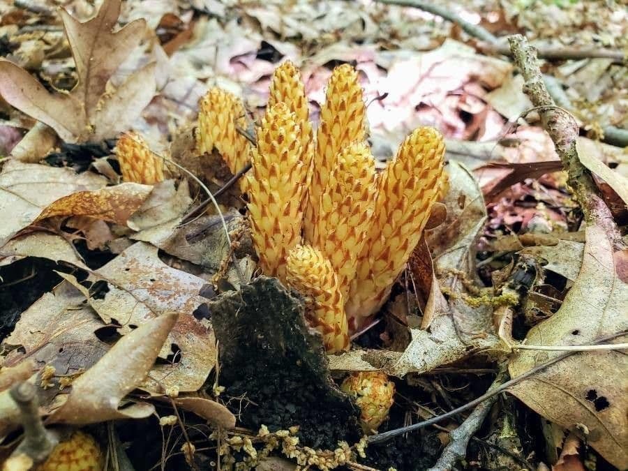 Conopholis 19