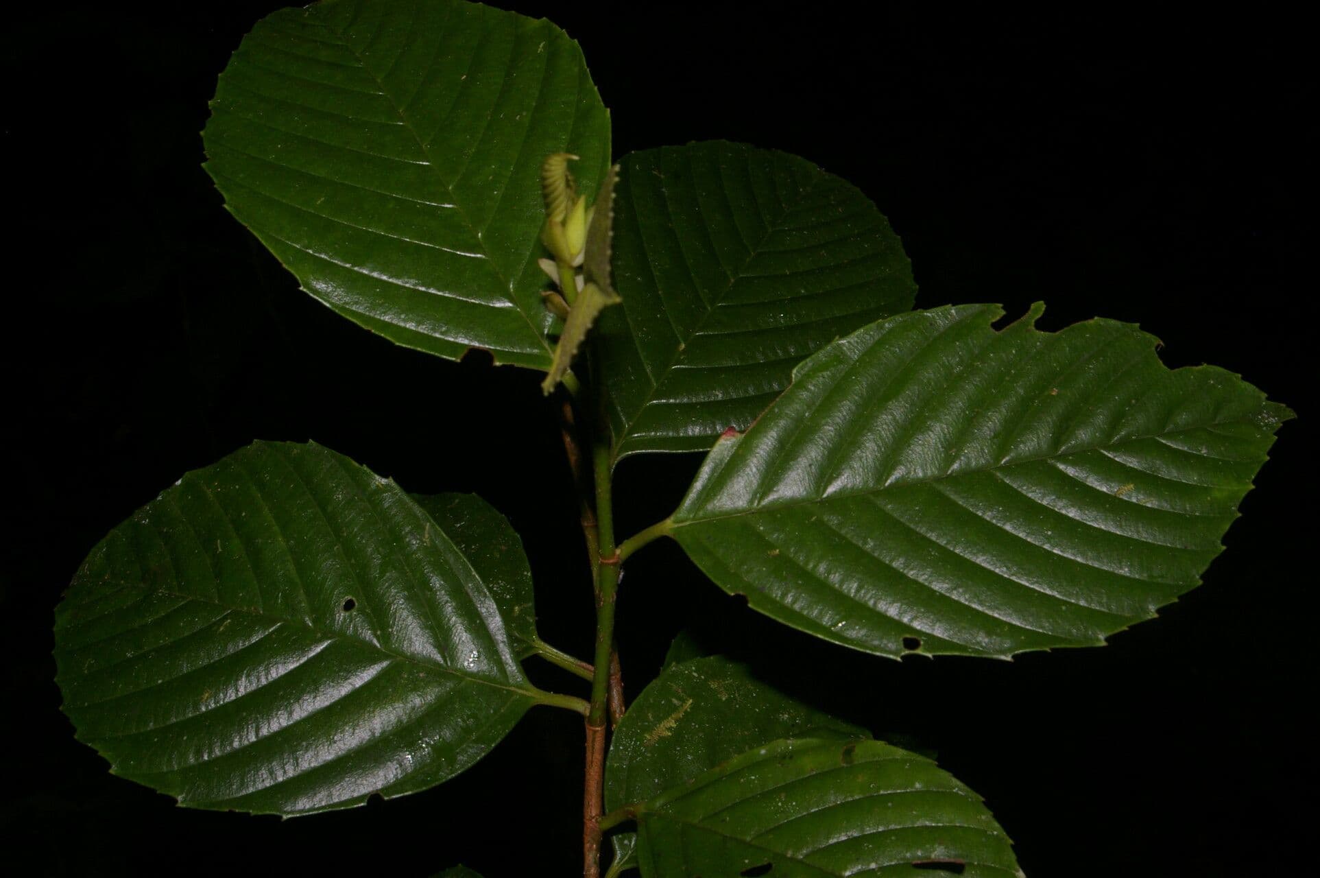 Ticodendron 10