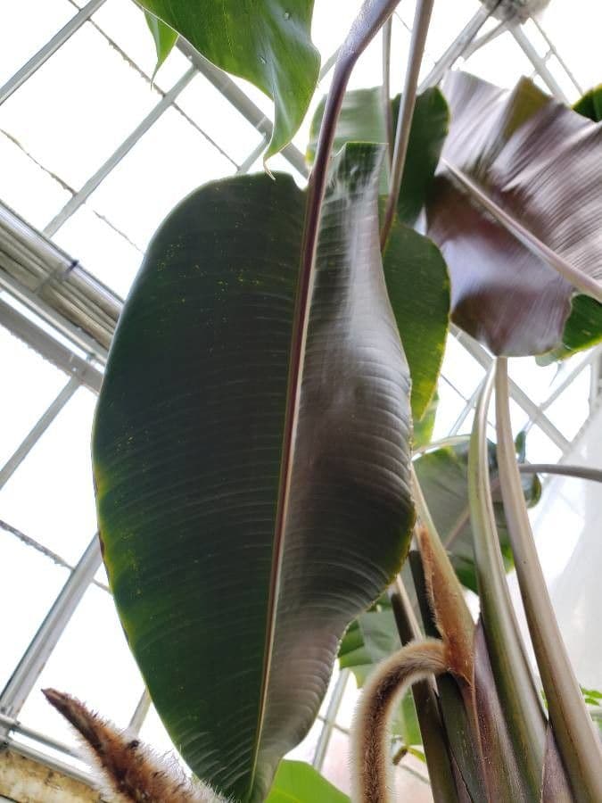 Heliconia 11
