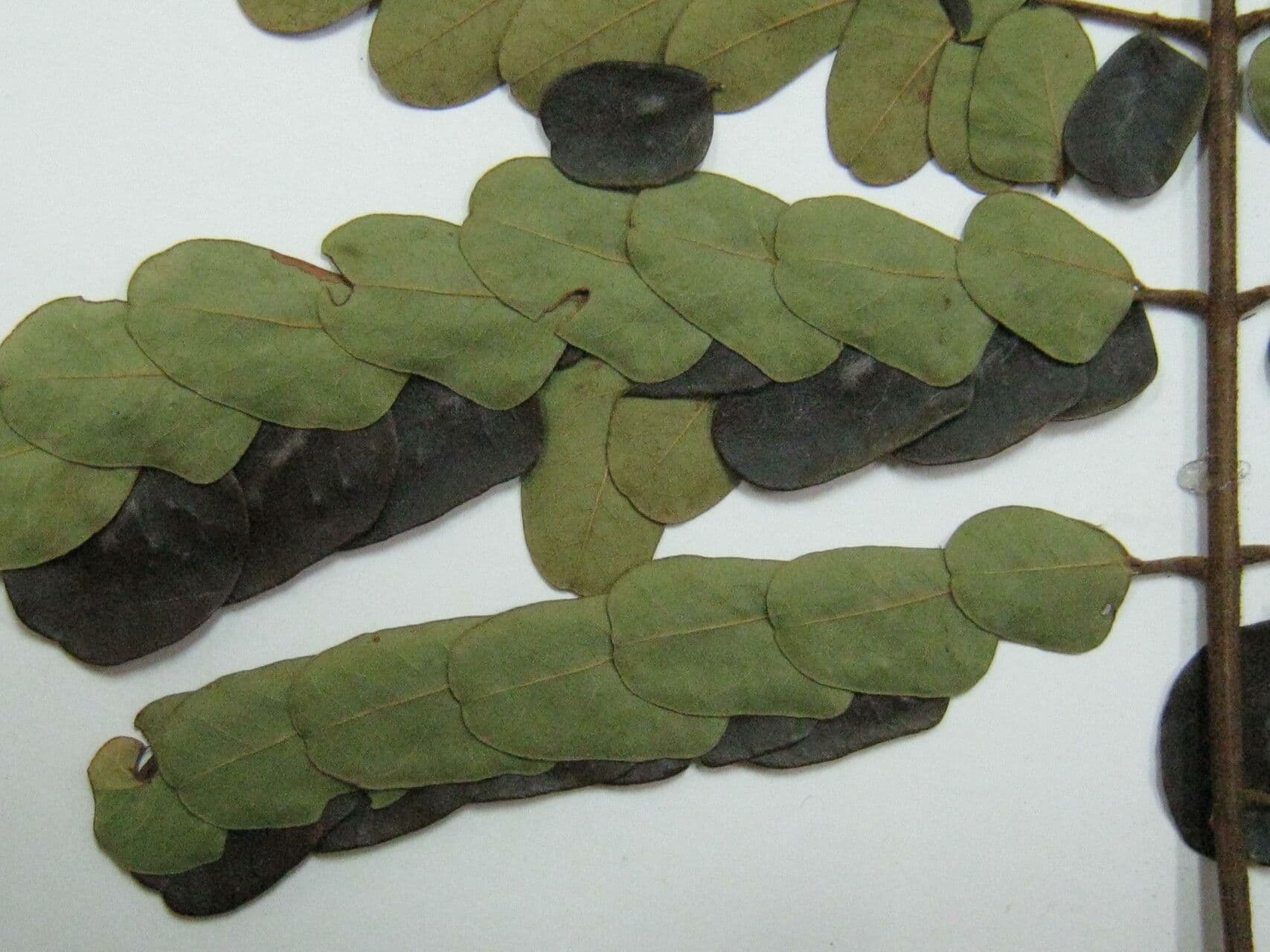 Stryphnodendron