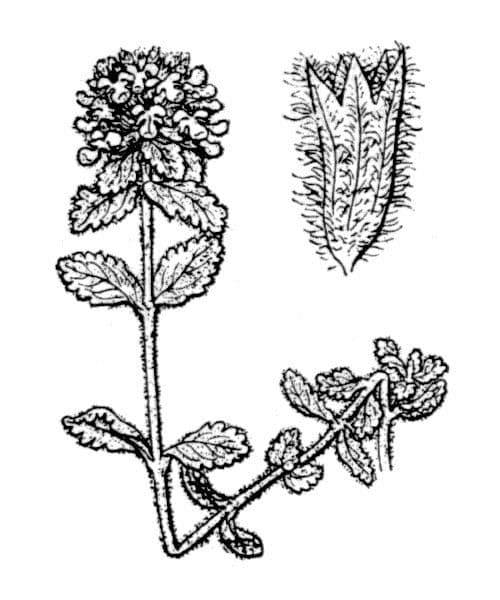 Teucrium 20