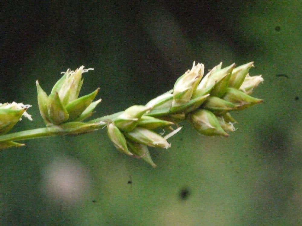 Carex distachya 5