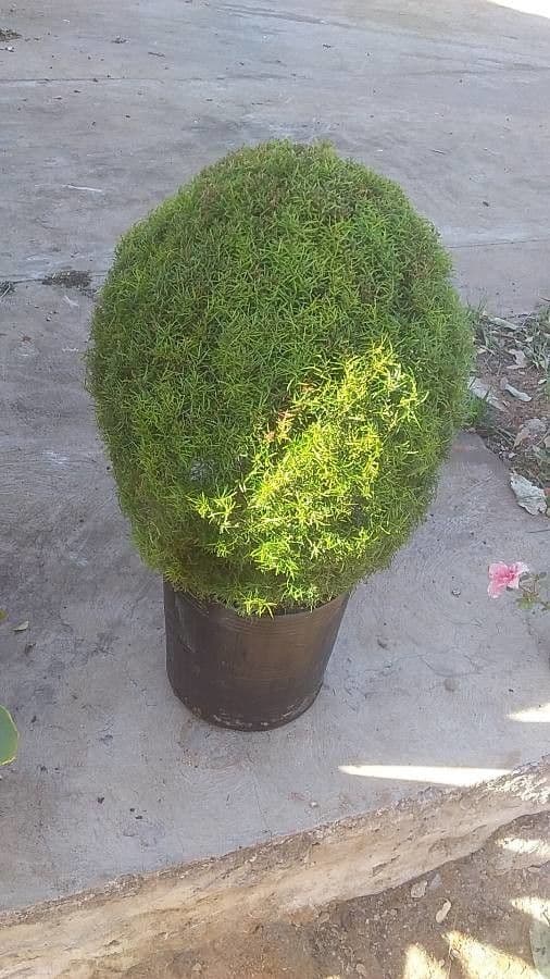 Eugenia 5