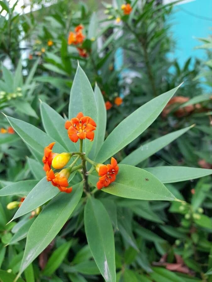 Bonellia macrocarpa 3