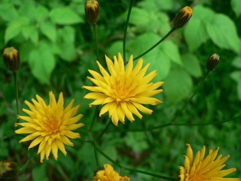 Radicchiella dolcigna 8