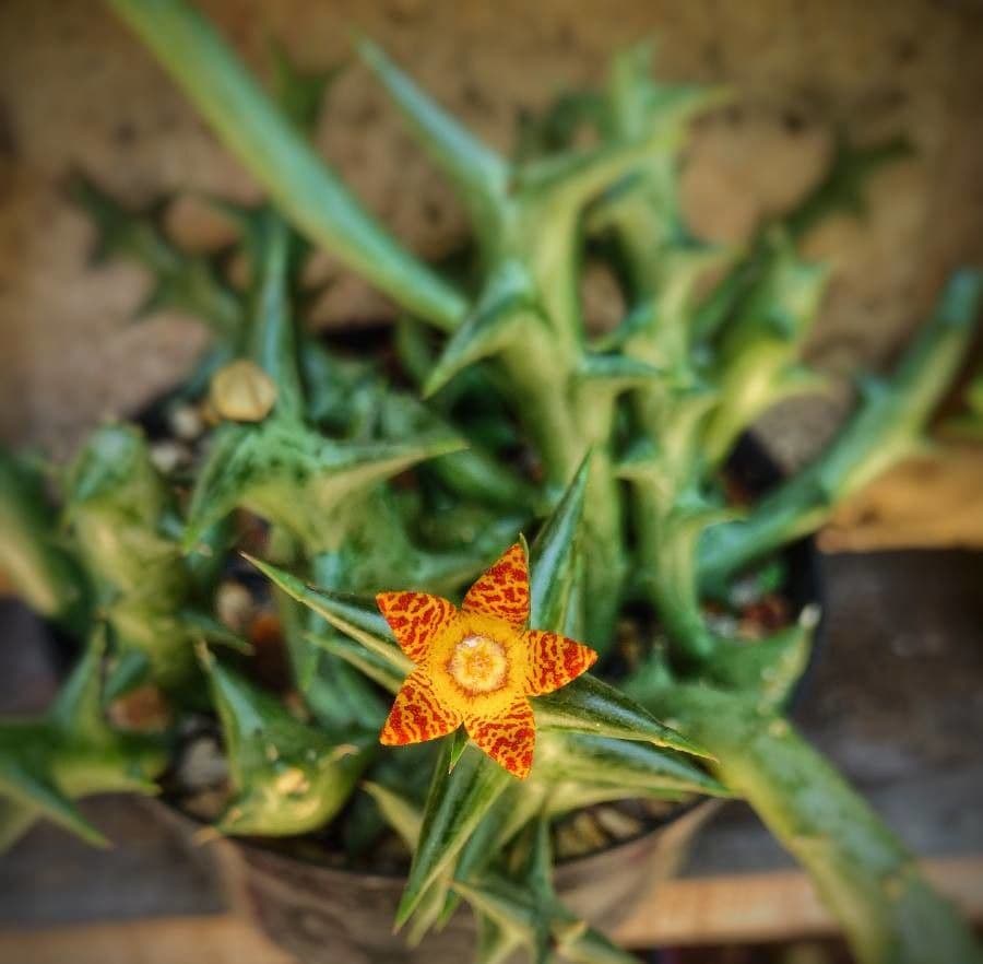 Orbea