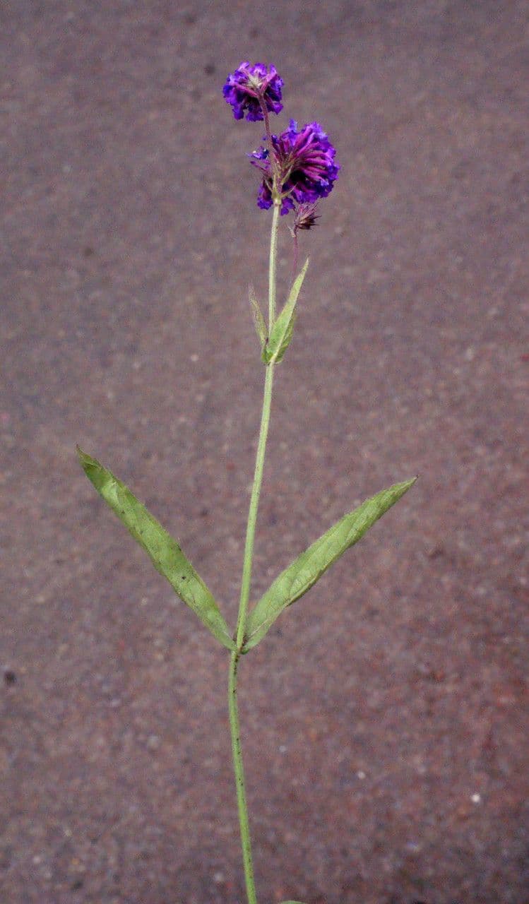 Verbena rigida 11