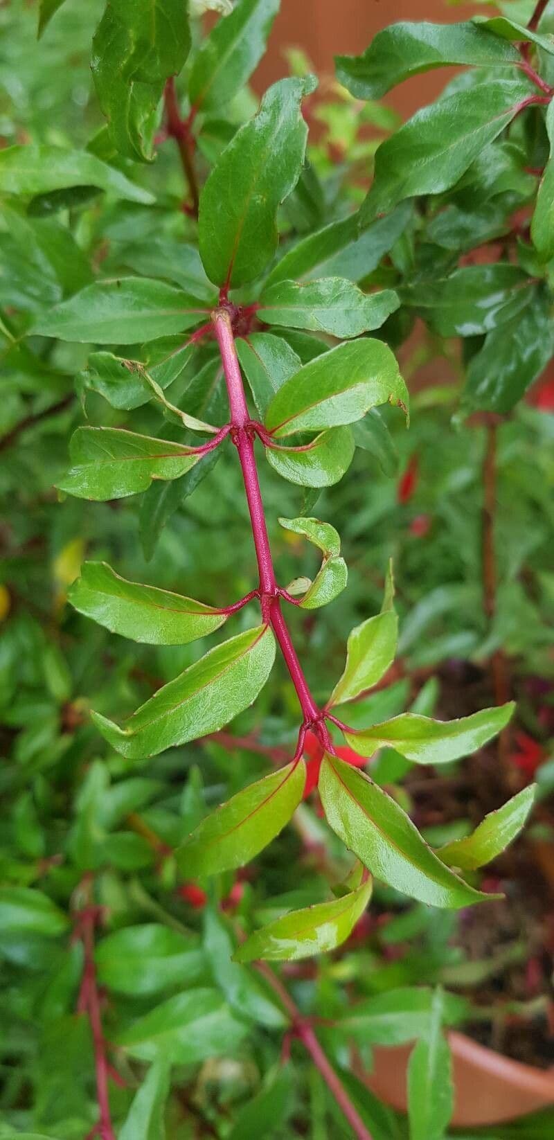 Fuchsia royal 7