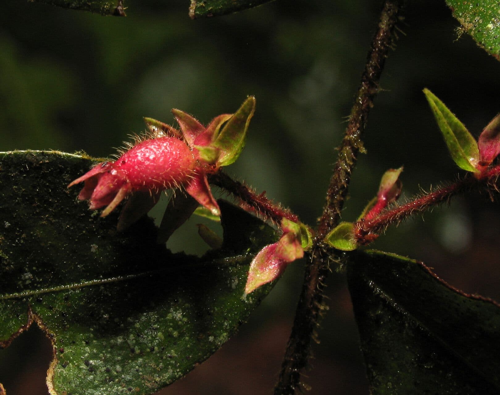 Myrcia bracteata