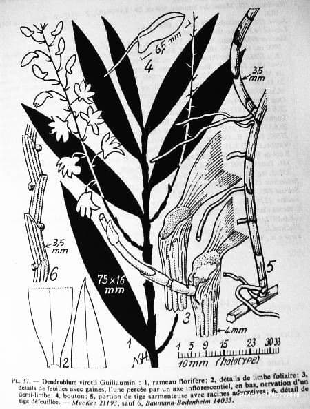 Dendrobium 16
