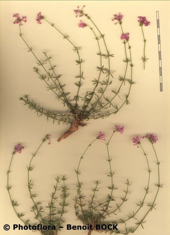 Asperula hirsuta 21