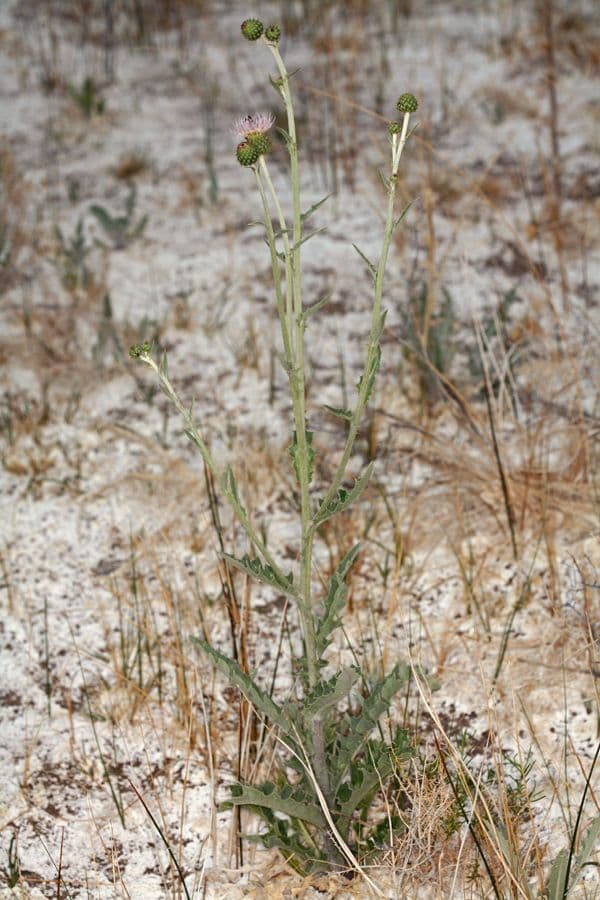 Cardo del Mojave 7
